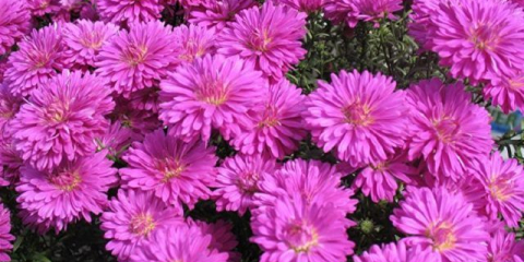 Astra jehly s unikátními květy: rostoucí tajemství + fotografie